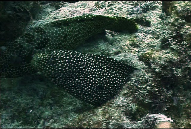 Guinea moray eel - ML468381