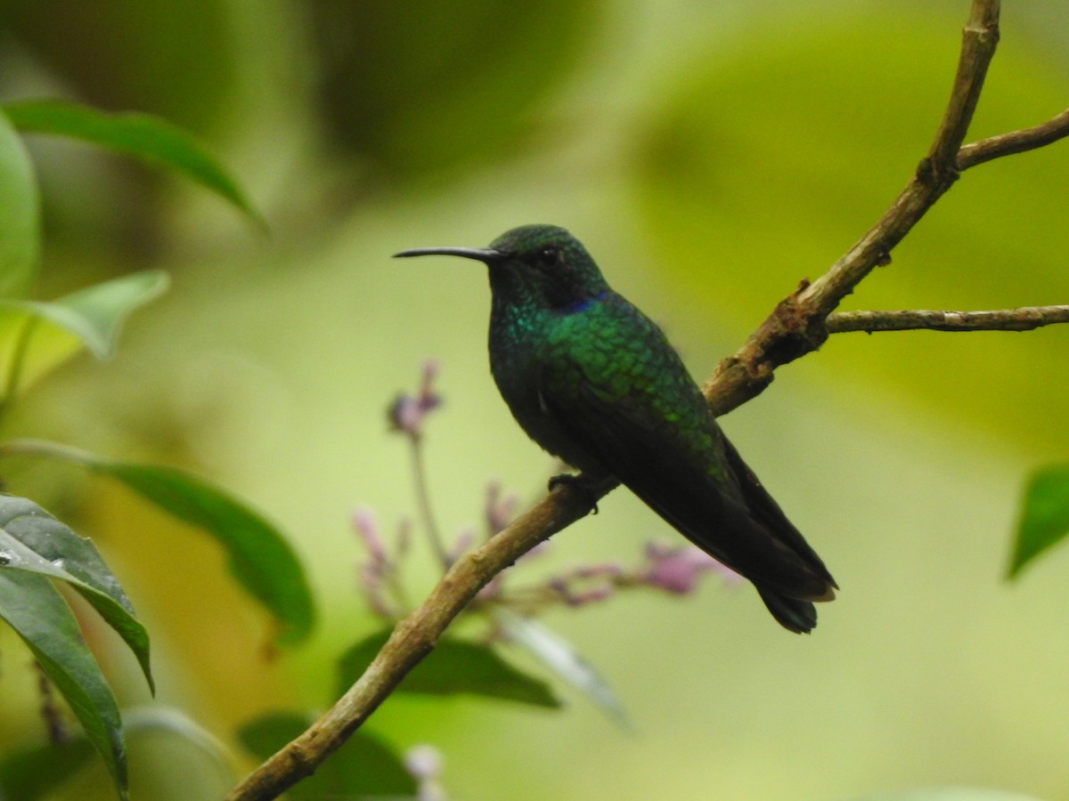 Lesser Violetear - ML468381421