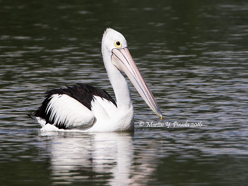 Australian Pelican - ML46838231