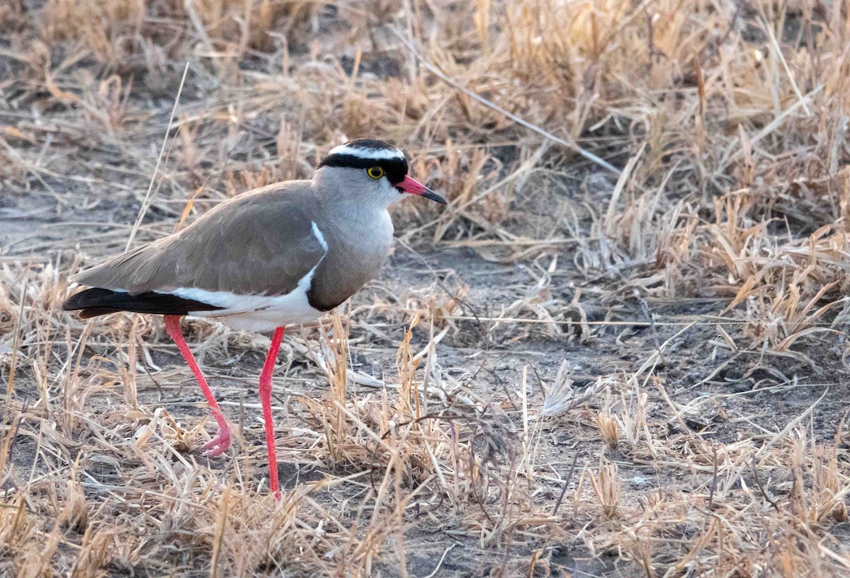Crowned Lapwing - ML468383221