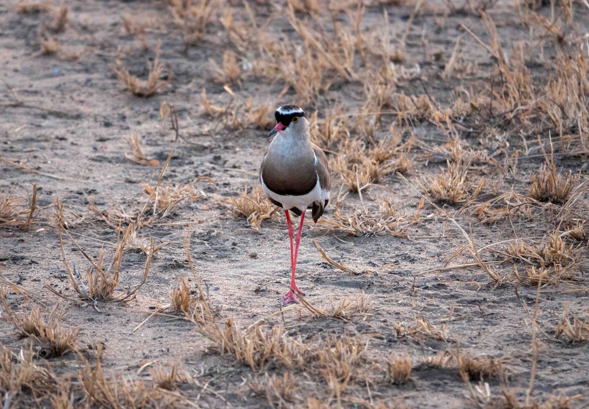 Crowned Lapwing - ML468383231