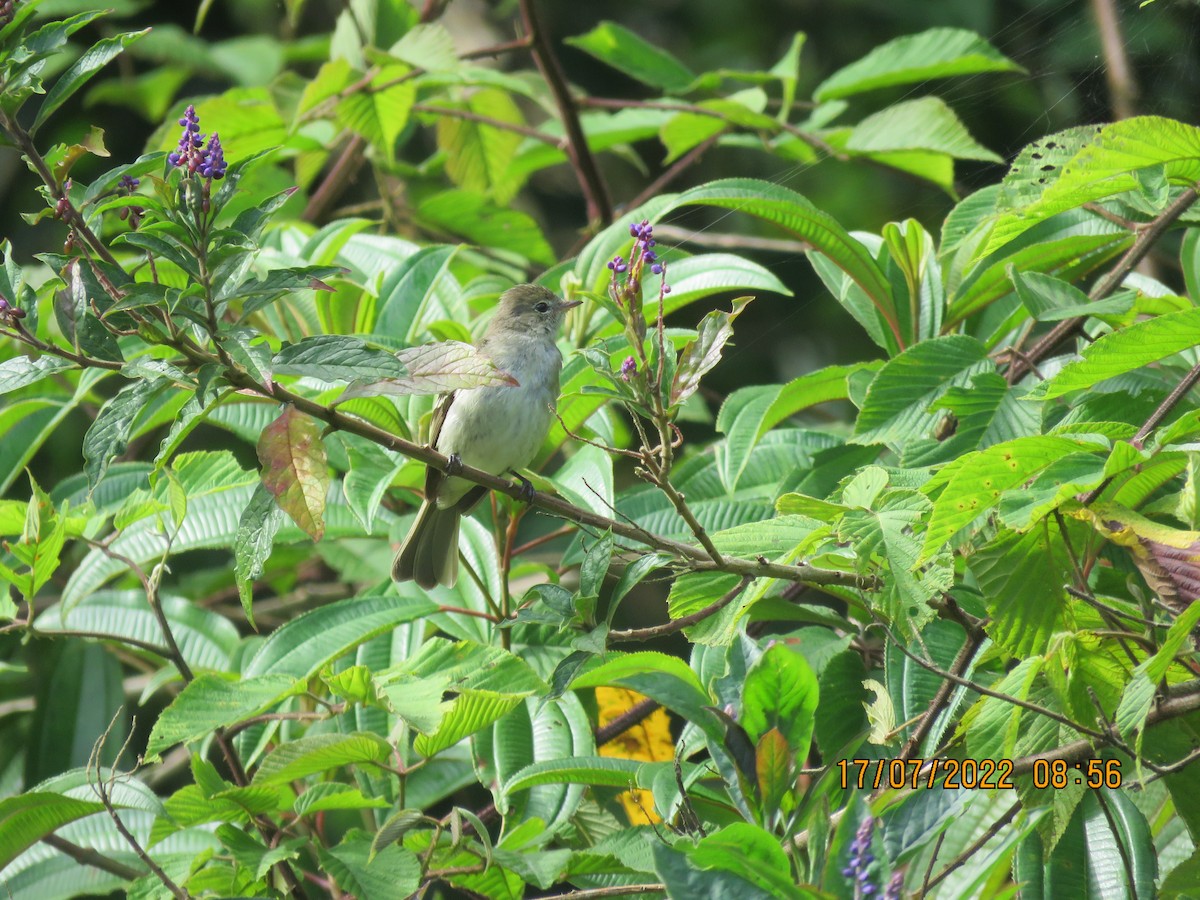 Small-billed Elaenia - ML468383781