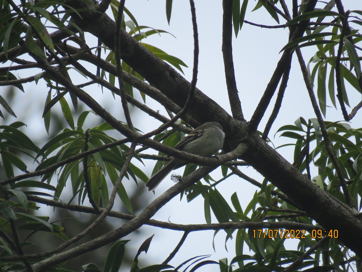 White-throated Tyrannulet - ML468384311