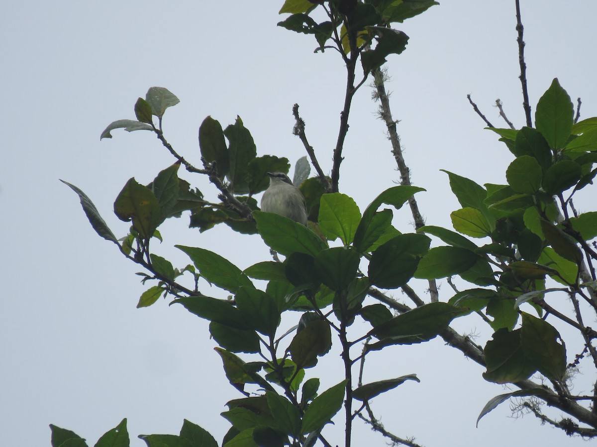 Venezuelan Tyrannulet - Julián Rodríguez