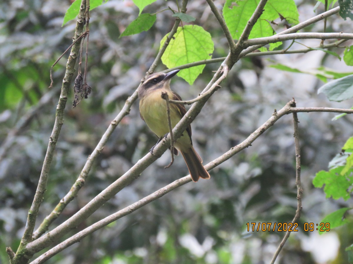 Golden-bellied Flycatcher - ML468384601