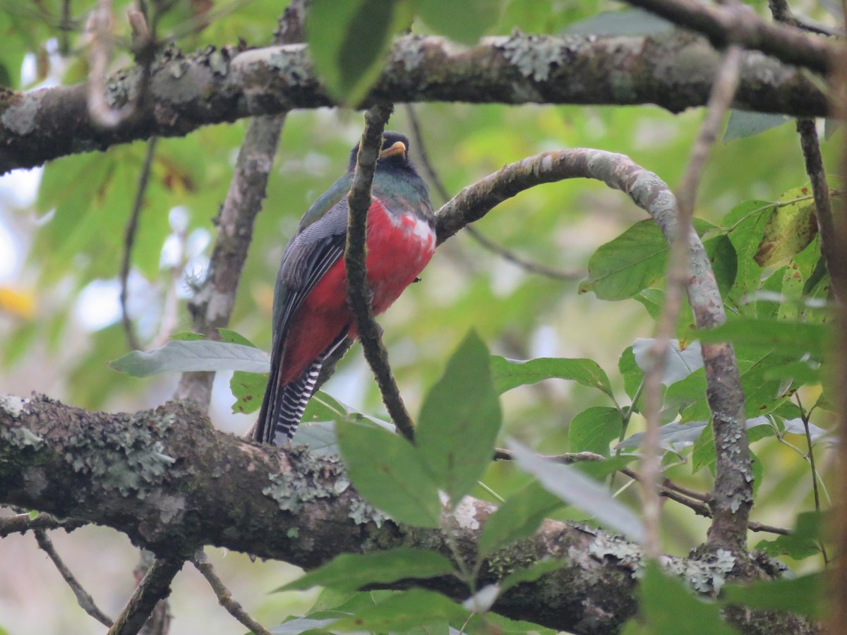 Collared Trogon - ML468385431