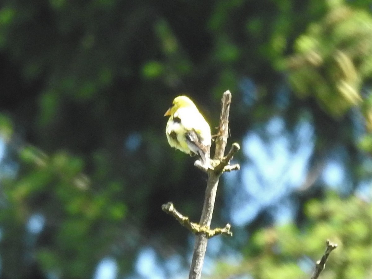 Chardonneret jaune - ML468385491