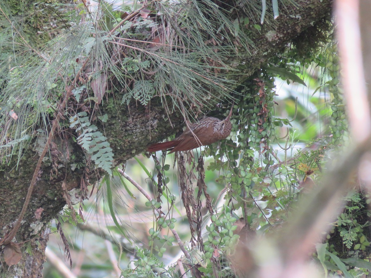 Montane Woodcreeper - ML468385521