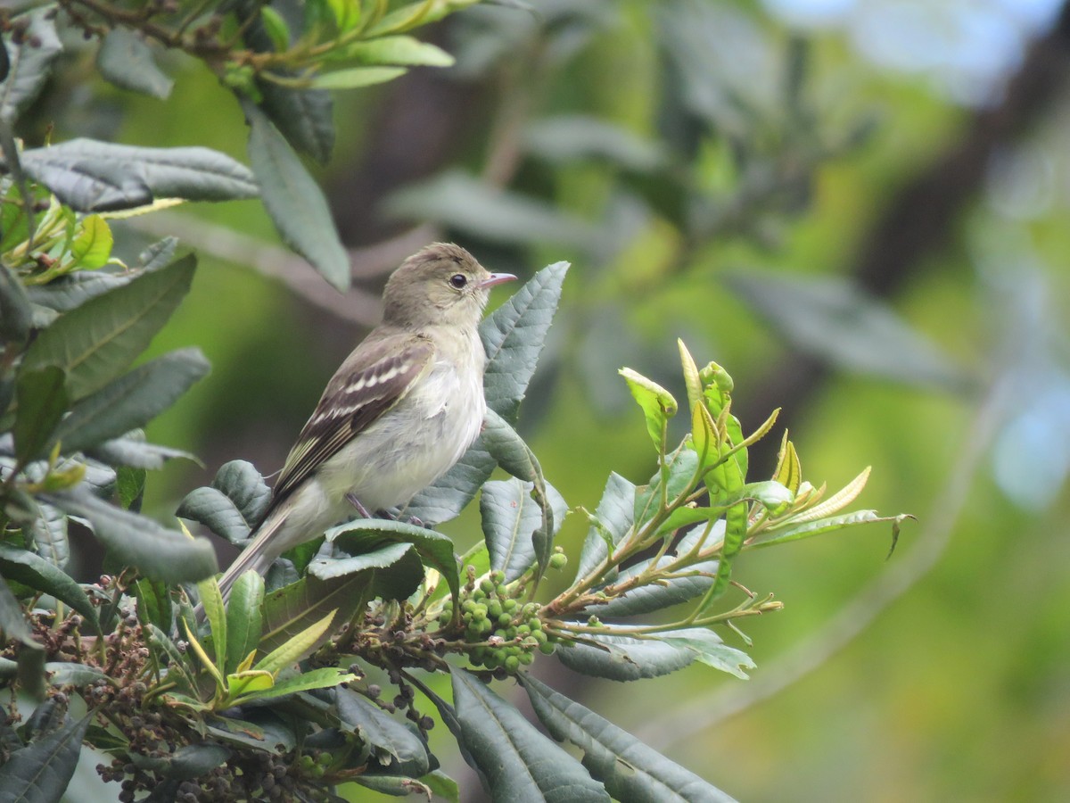 Mountain Elaenia - ML468385771