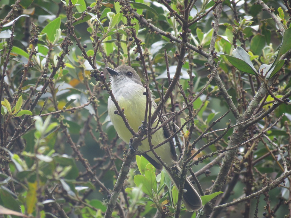 Pale-edged Flycatcher - ML468386181