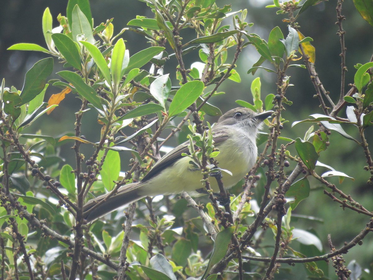 Pale-edged Flycatcher - ML468386201