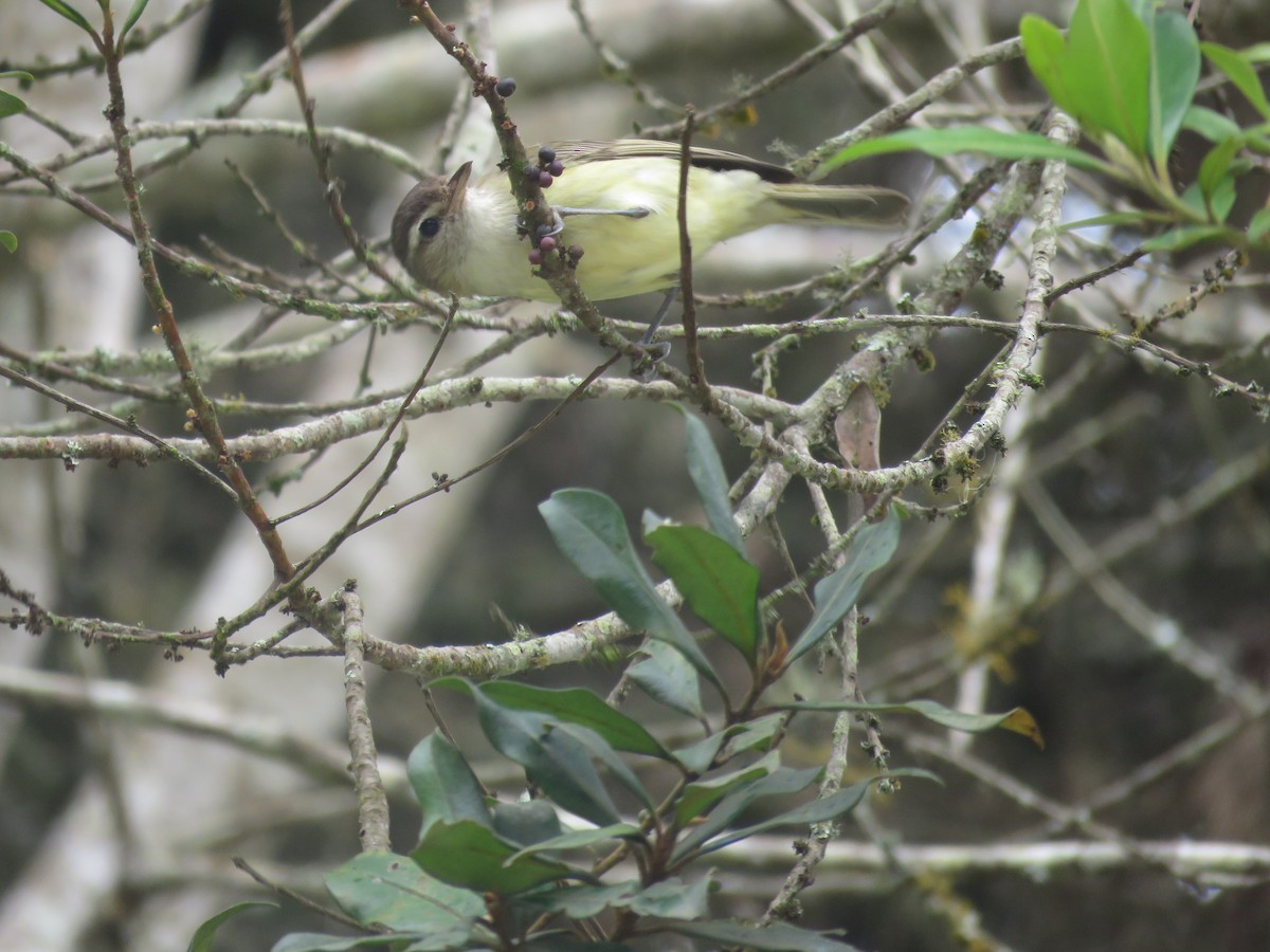 Brown-capped Vireo - ML468386331