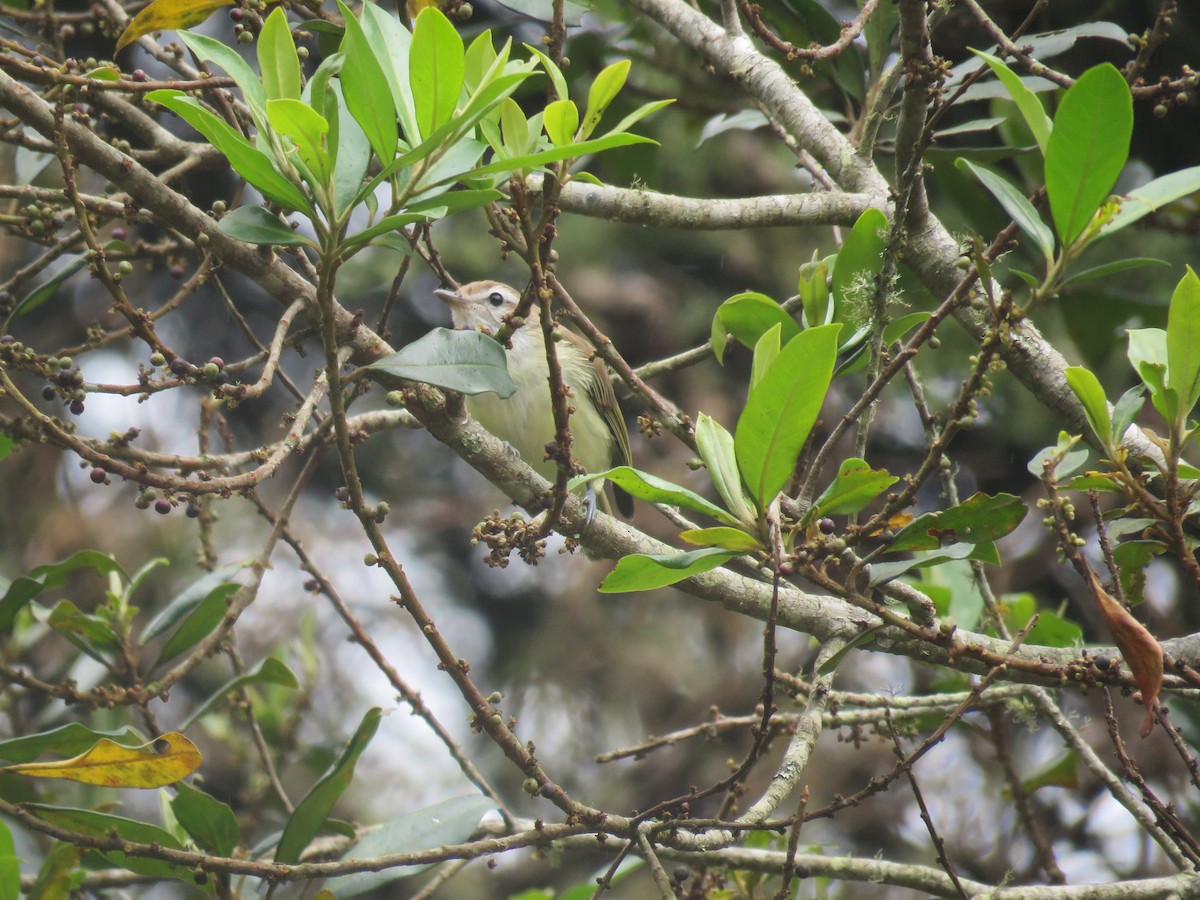 Brown-capped Vireo - ML468386341