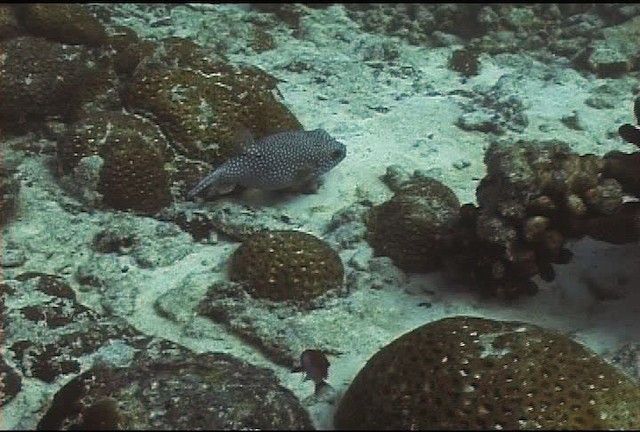 Broadbarred toadfish - ML468388
