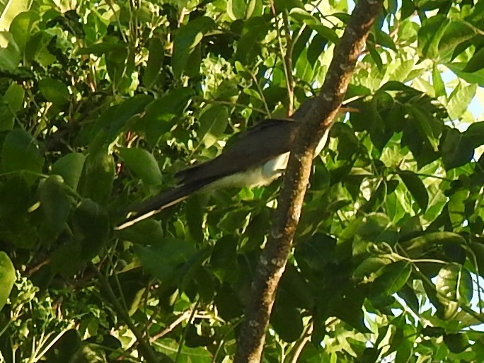 Yellow-billed Cuckoo - ML468388471