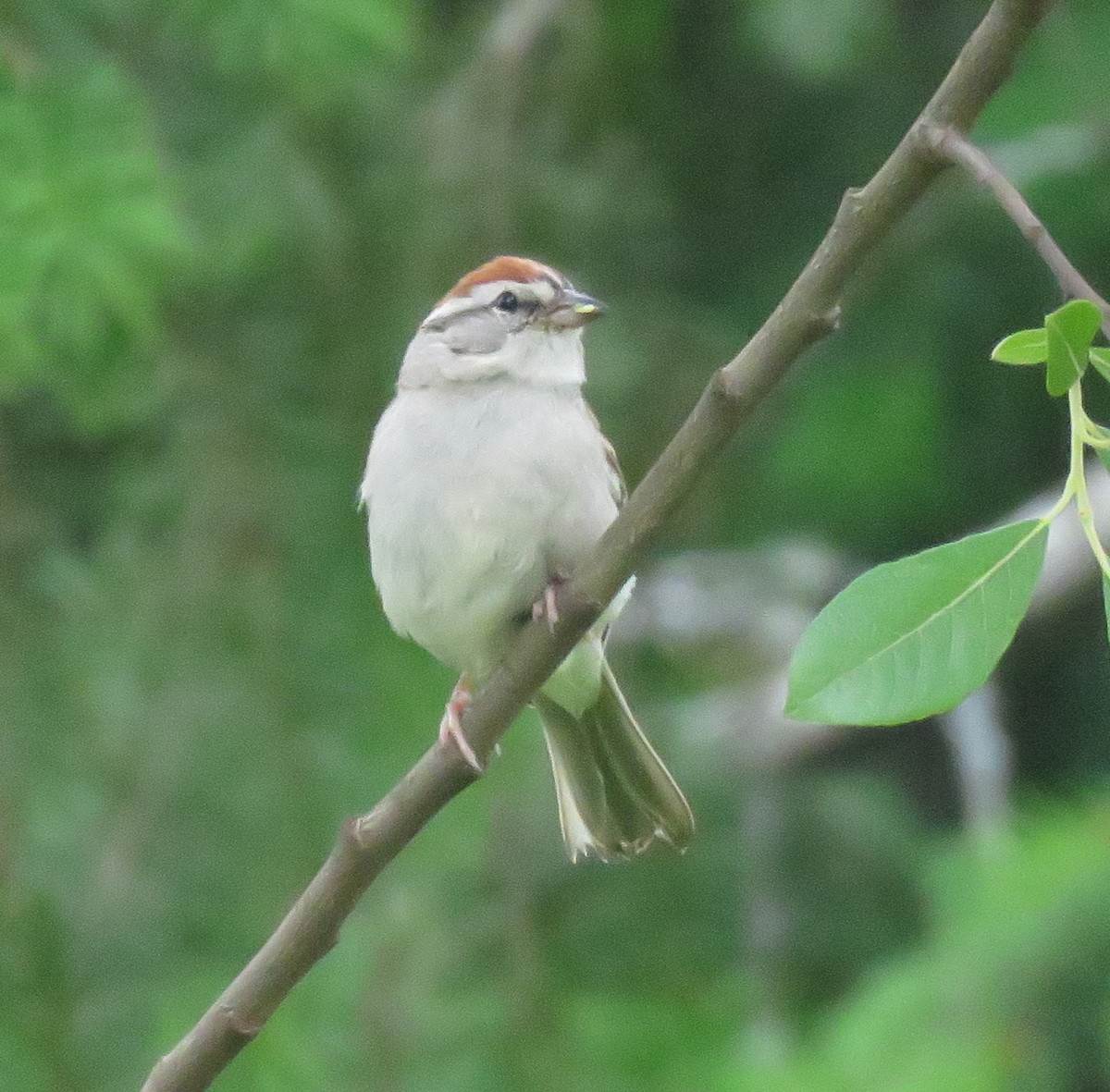 Chipping Sparrow - Kathryn Clouston