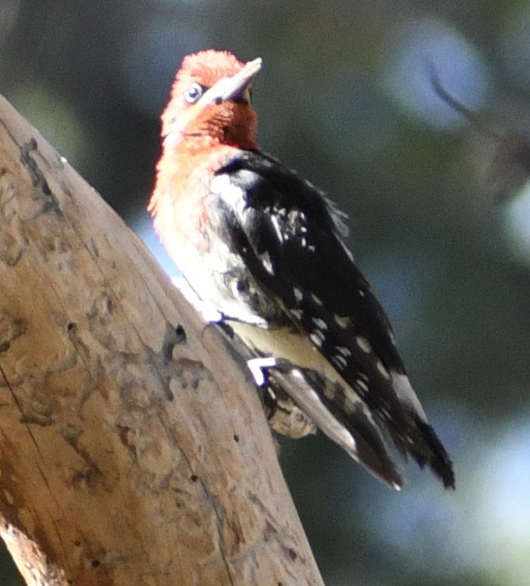 Red-breasted Sapsucker - ML468389301