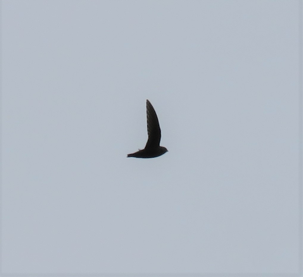 Black Swift - ML468389831