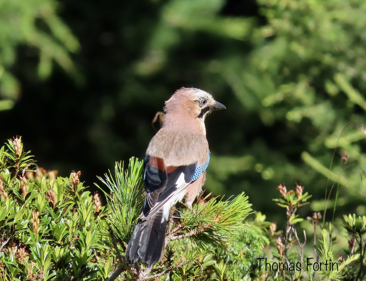 Eurasian Jay (Eurasian) - thomas fortin