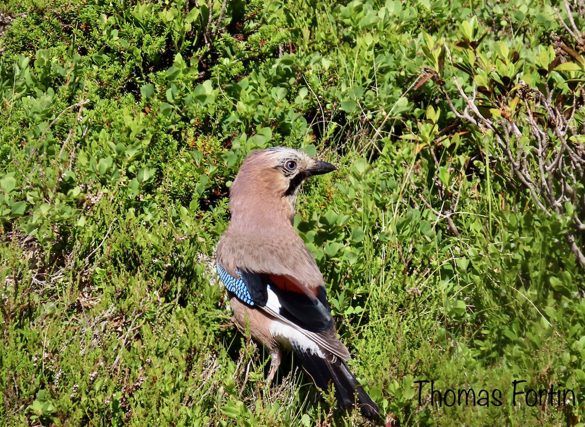 Eurasian Jay (Eurasian) - ML468391061