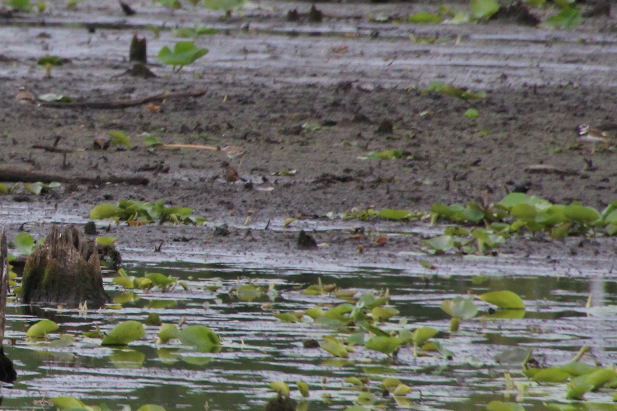 Killdeer - Betty Thomas