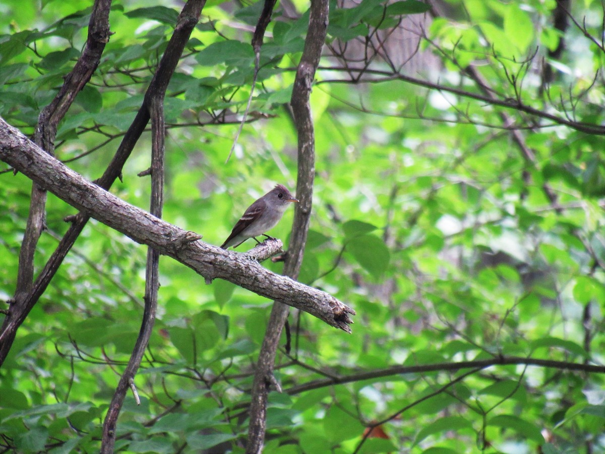 Eastern Wood-Pewee - ML468391411