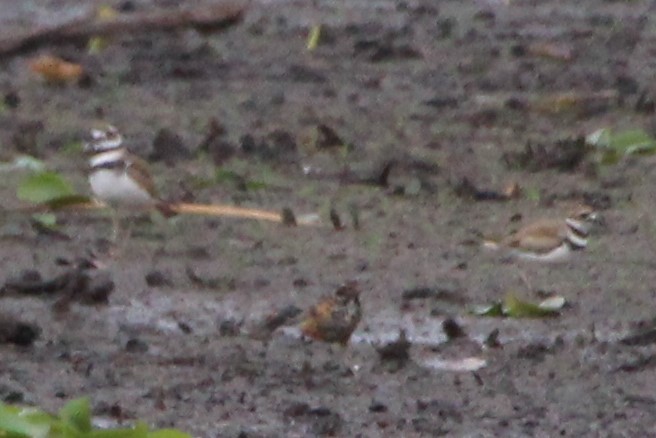 Killdeer - Betty Thomas