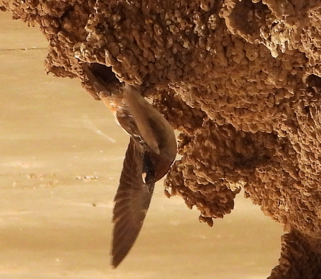 Cliff Swallow - Marie Furnish