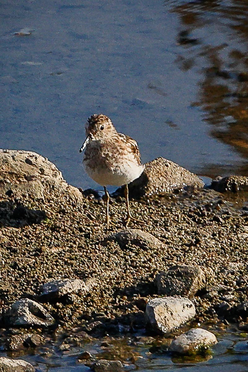 Least Sandpiper - ML468393931