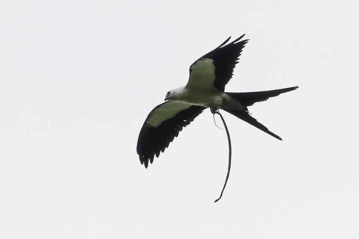 Swallow-tailed Kite - Wendy Allen