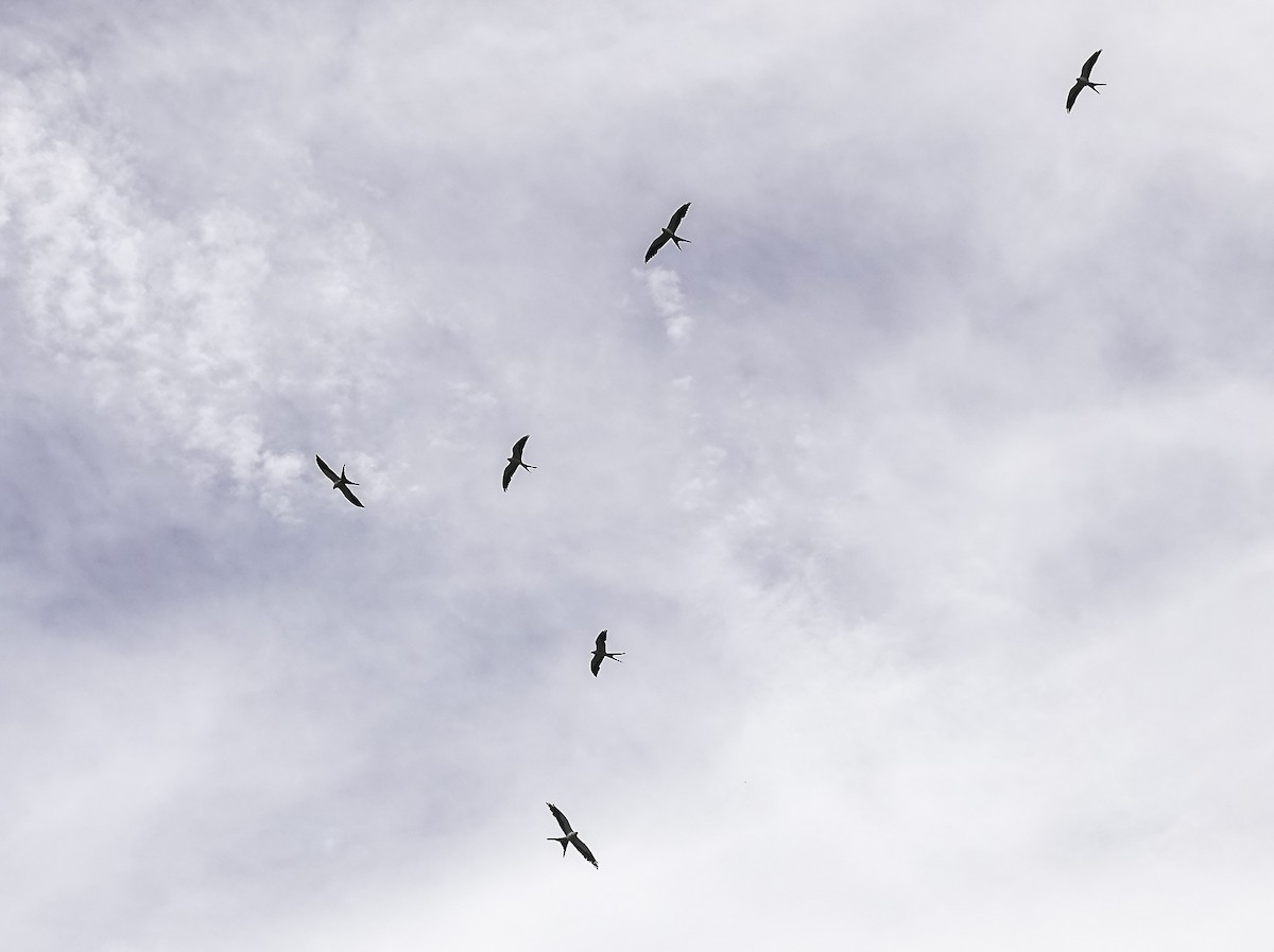 Swallow-tailed Kite - Wendy Allen