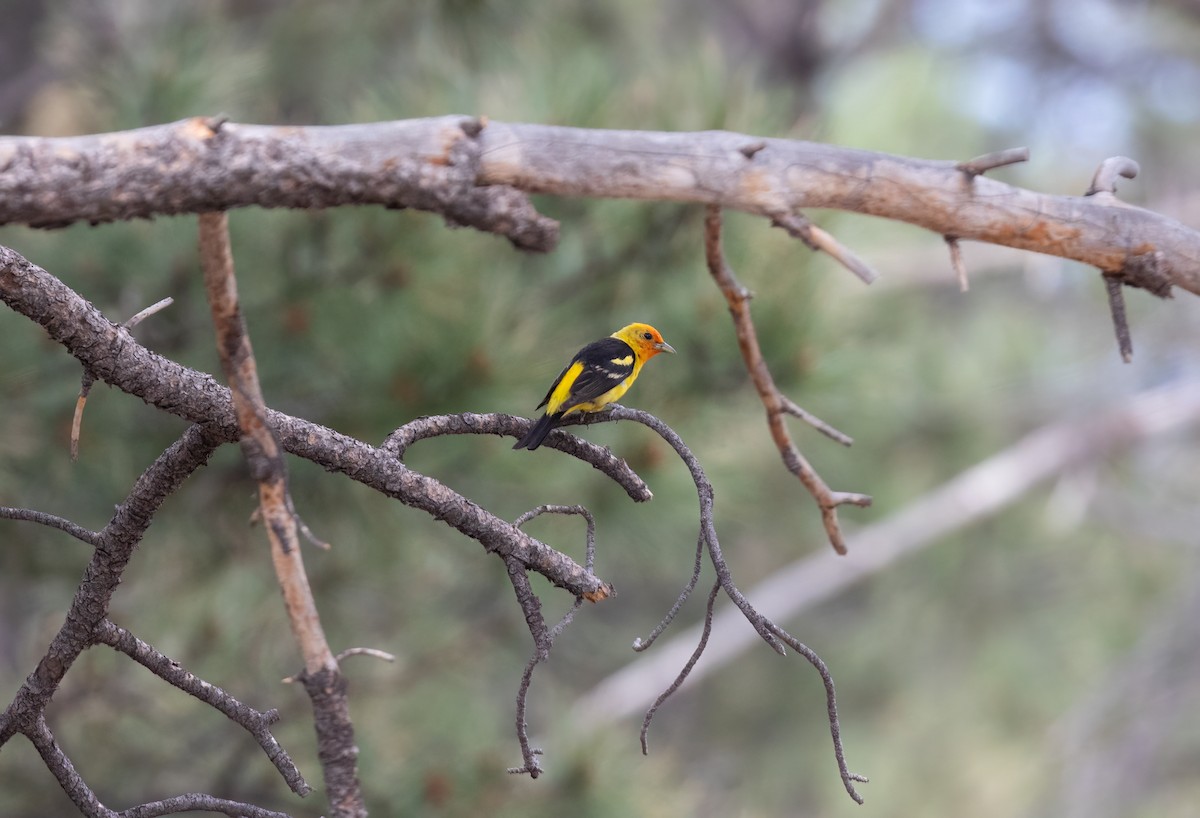 Western Tanager - ML468395891