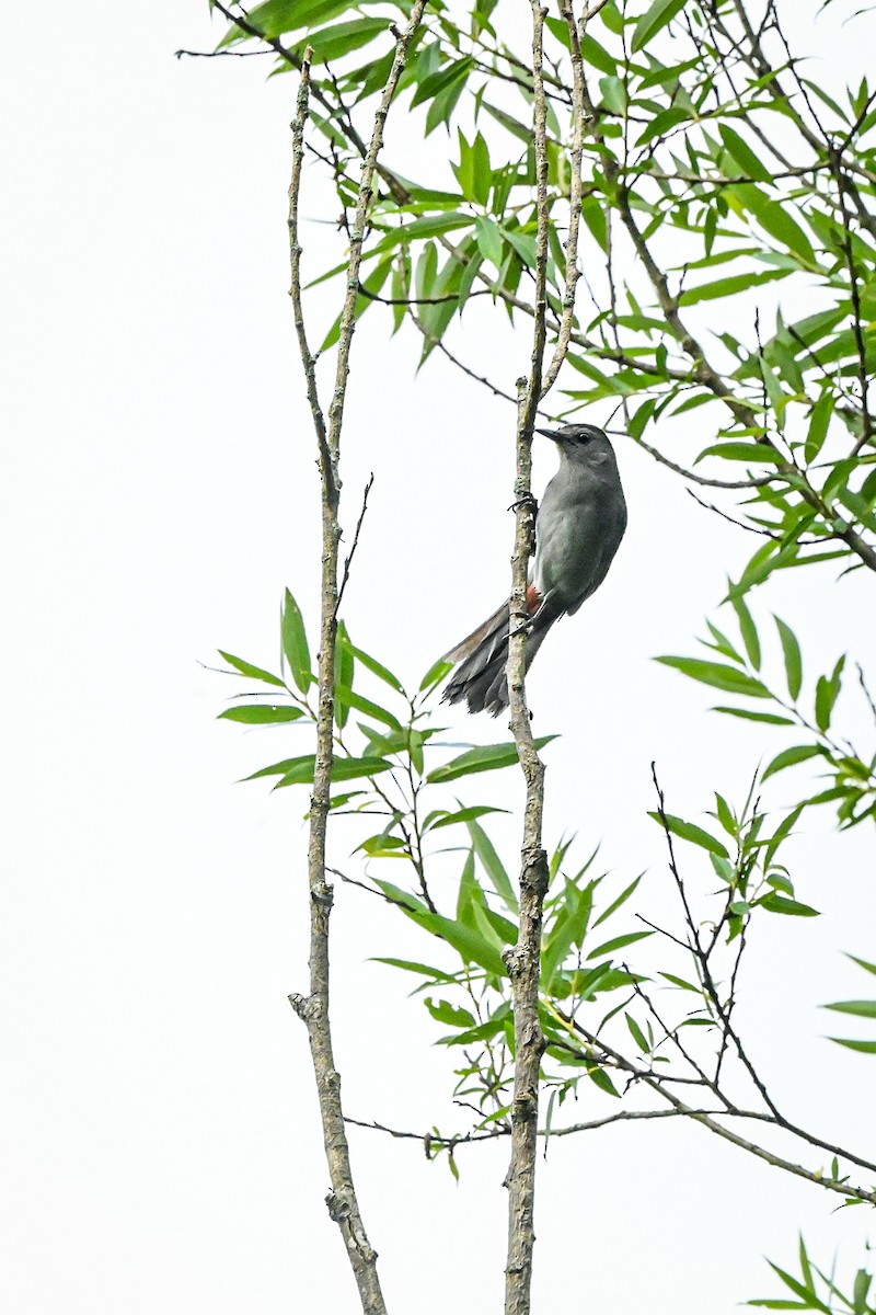 Gray Catbird - ML468396011
