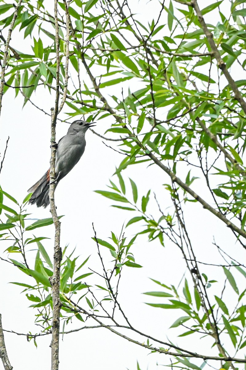 Gray Catbird - ML468396021