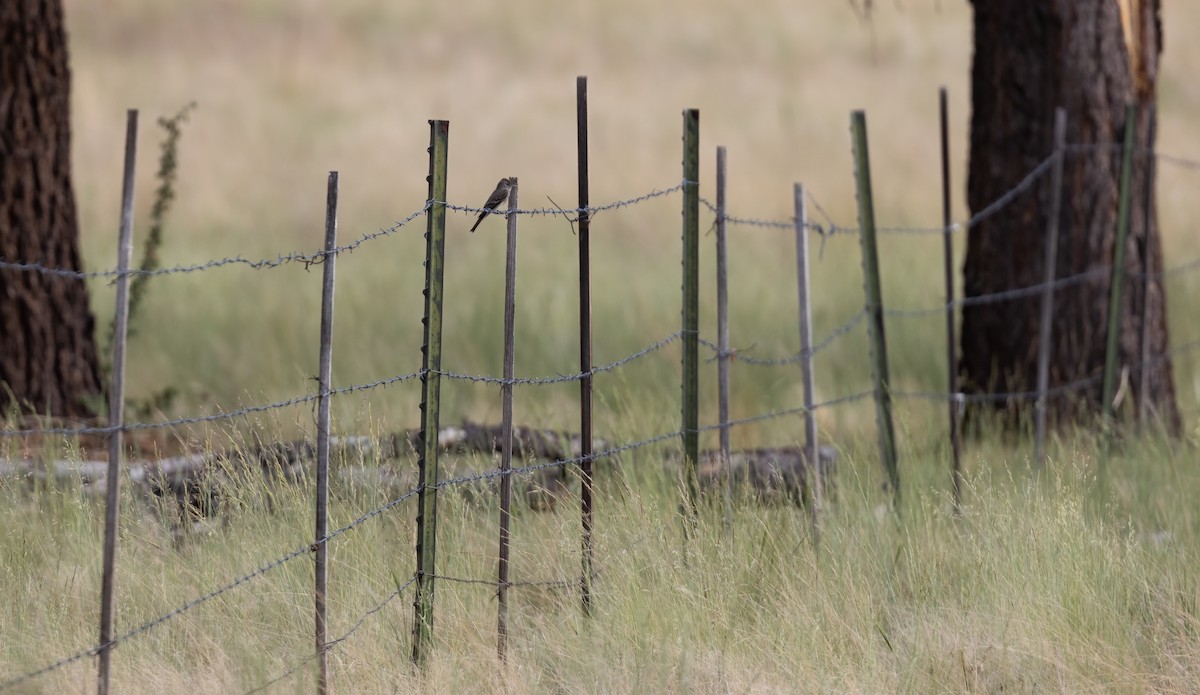Western Wood-Pewee - ML468397751