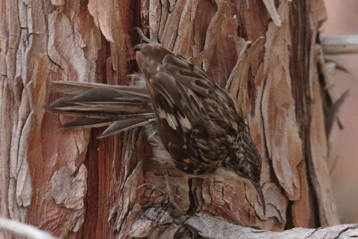 Brown Creeper - ML468398251