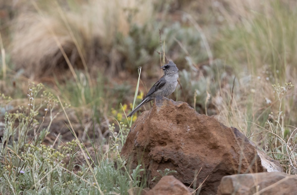 Dark-eyed Junco (Red-backed) - ML468398991