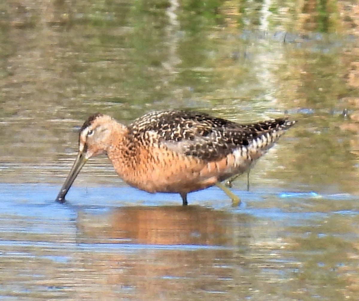 Long-billed Dowitcher - ML468400441