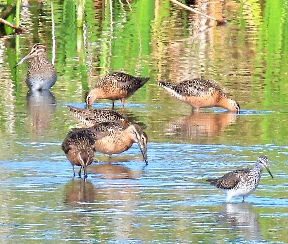 Long-billed Dowitcher - ML468400471