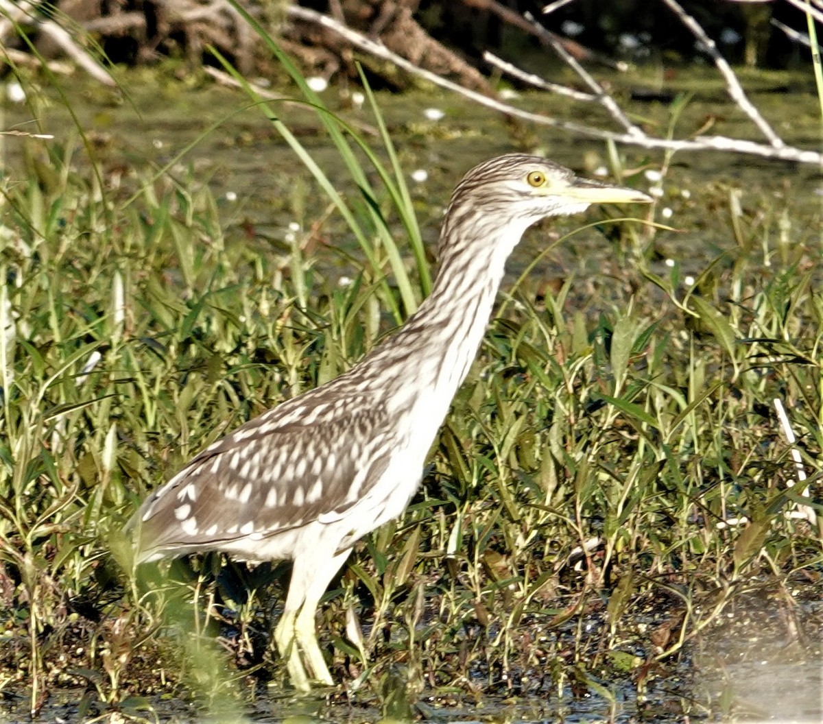 Black-crowned Night Heron - ML468400601