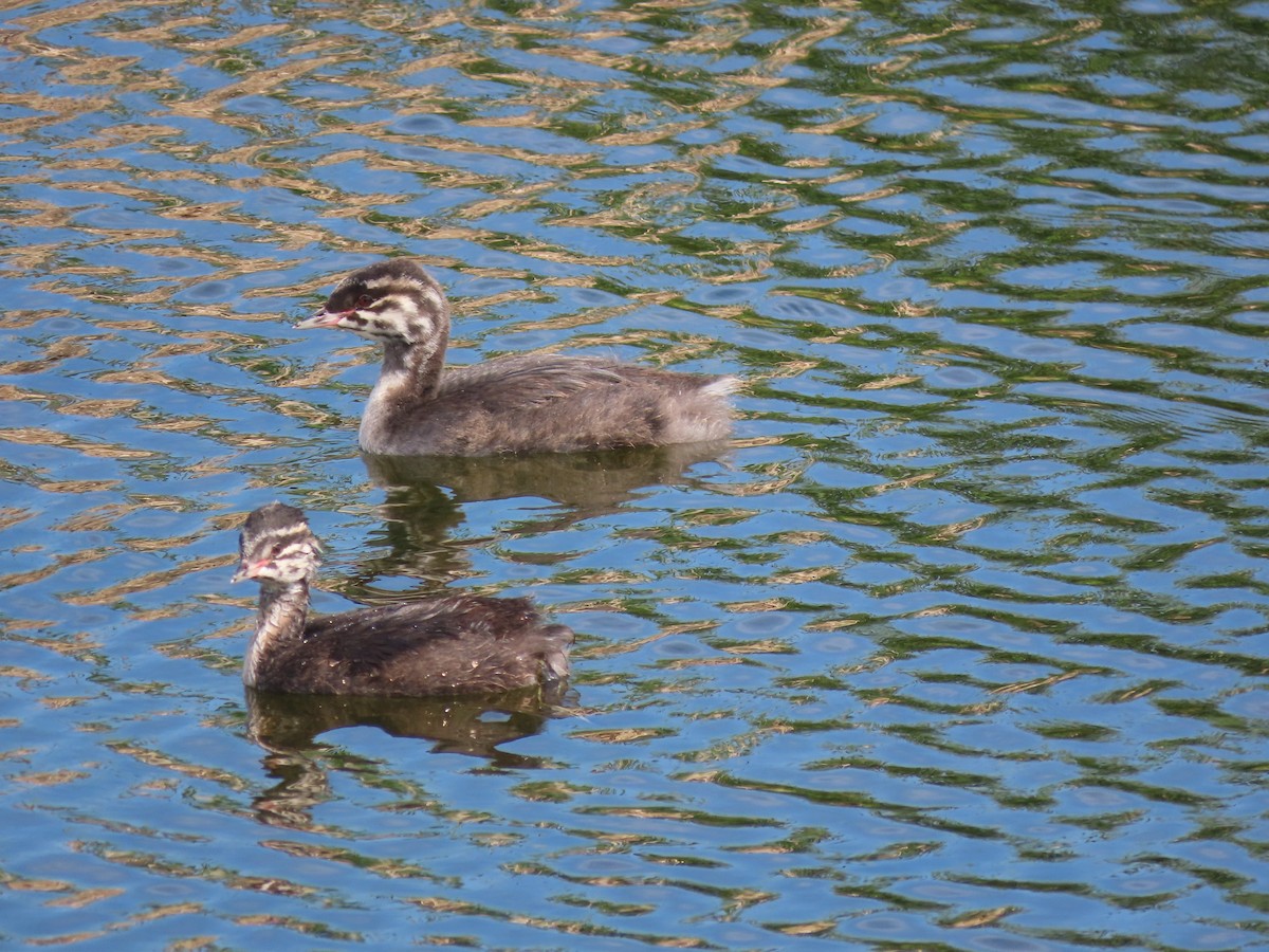 grebe sp. - ML468400711