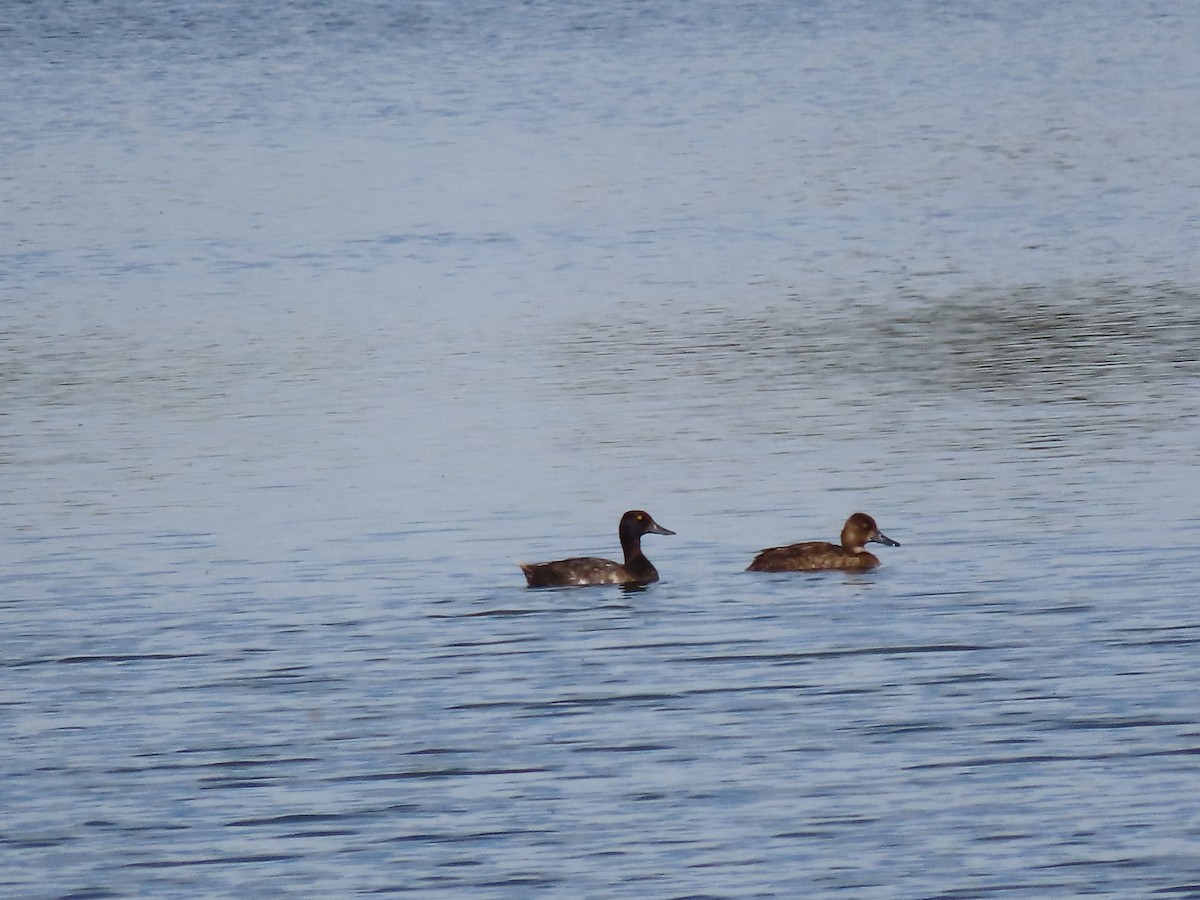 Lesser Scaup - ML468400791