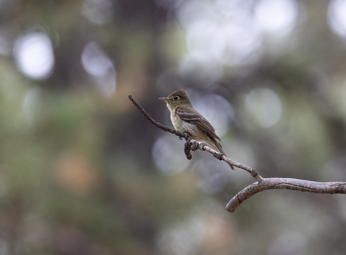 Western Flycatcher (Cordilleran) - ML468401281