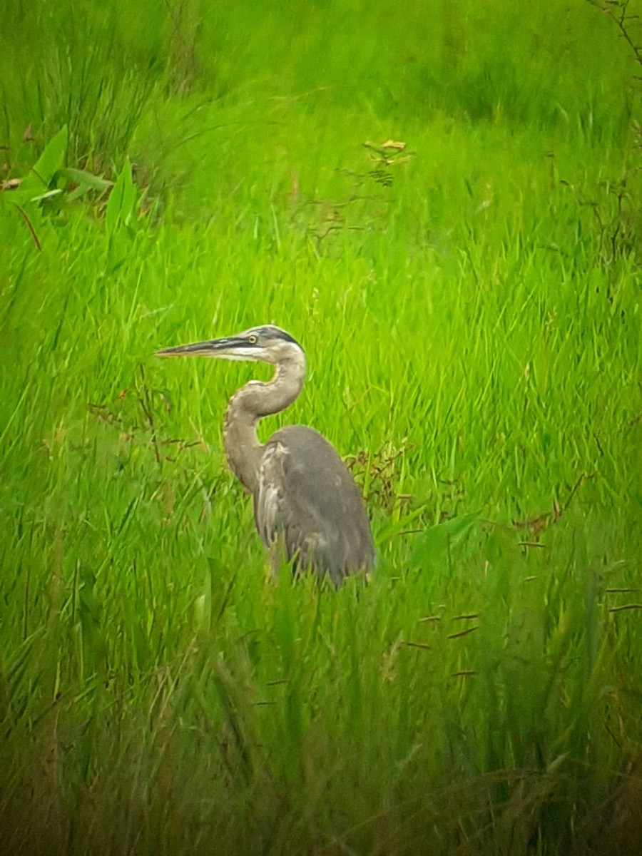 Great Blue Heron - ML468401471