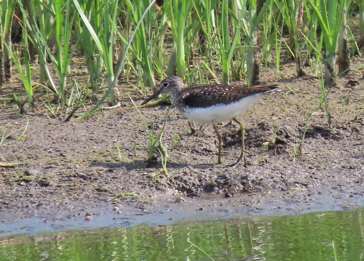 Solitary Sandpiper - Kerry Hjertaas