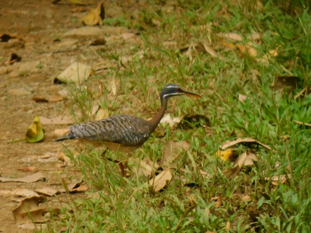 Sunbittern - ML468401991