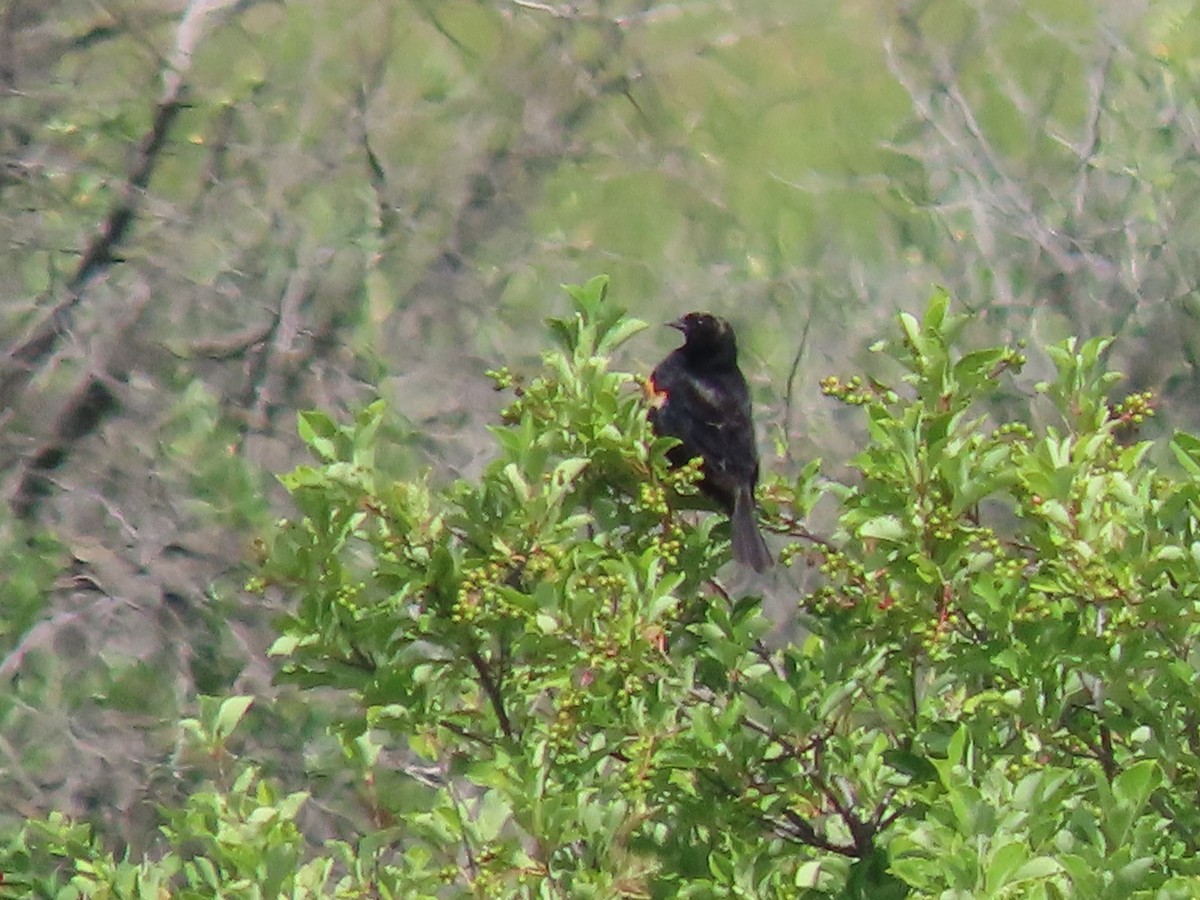 Red-winged Blackbird - ML468402041