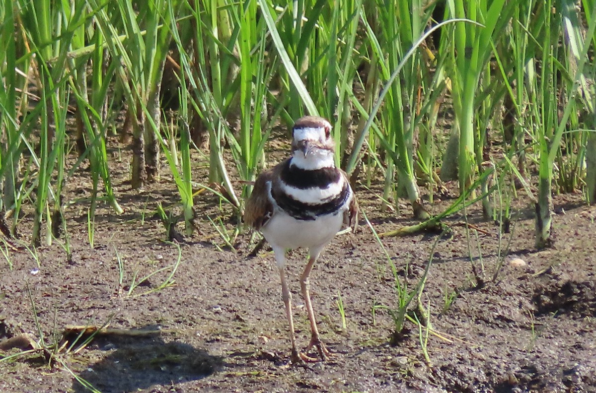 Killdeer - ML468402281