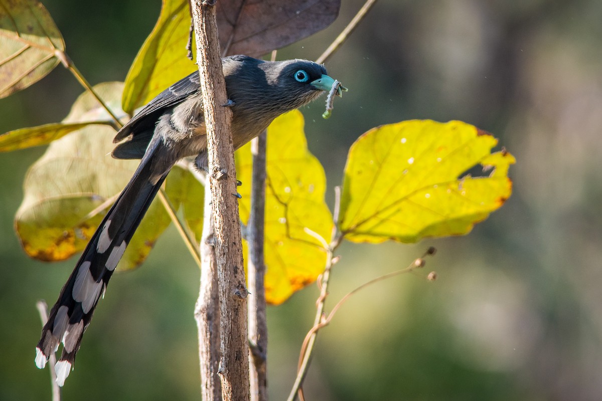 Blue-faced Malkoha - Sivaguru Noopuran PRS