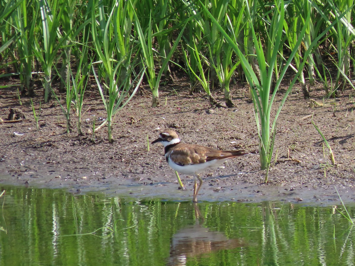 Killdeer - ML468402331